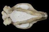 Fossil Squirrel-Like Mammal (Ischyromys) Skull - Nebraska #176357-4